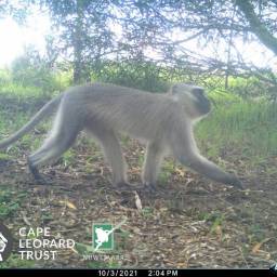 Vervet monkey